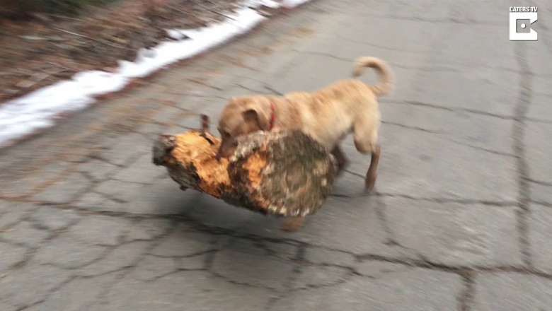 Игрушка для суровой собаки 