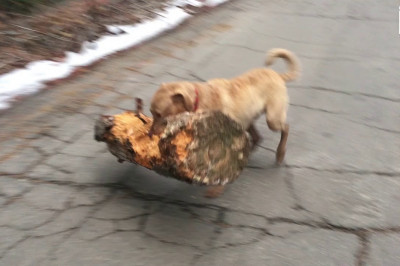 Игрушка для суровой собаки 