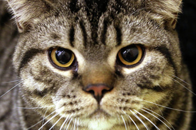 Как тринадцатилетнему  подростку  бездомный кот спас жизнь .