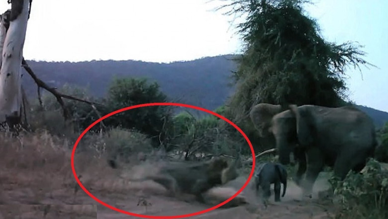 Схватка слонихи со львом 