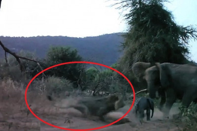 Схватка слонихи со львом 