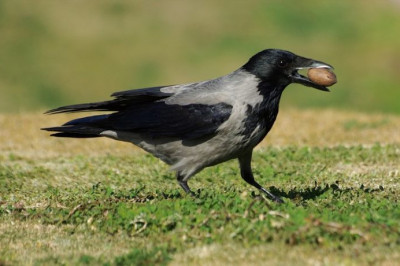 Умная ворона