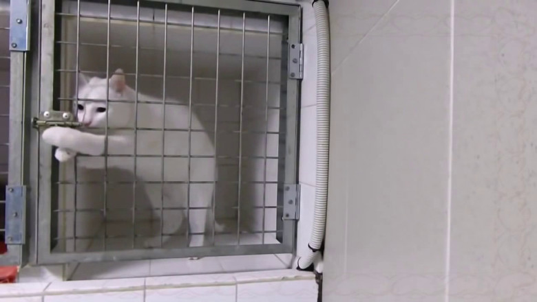 Смышлёный котяра  