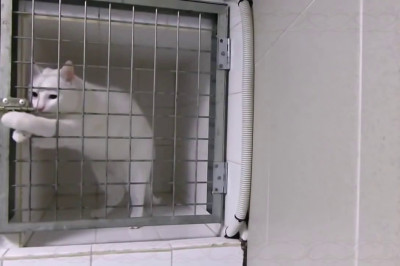 Смышлёный котяра  