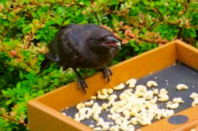 От ворон , с благодарностью !