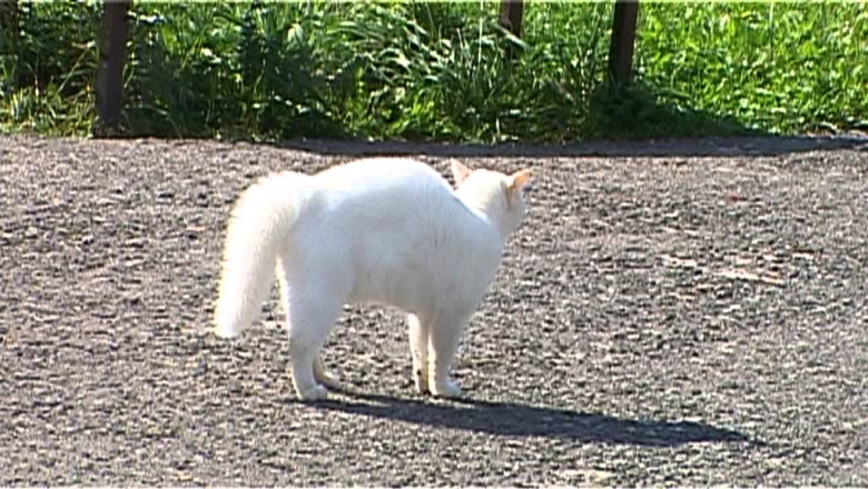 Когда на свадьбе незваные гости  