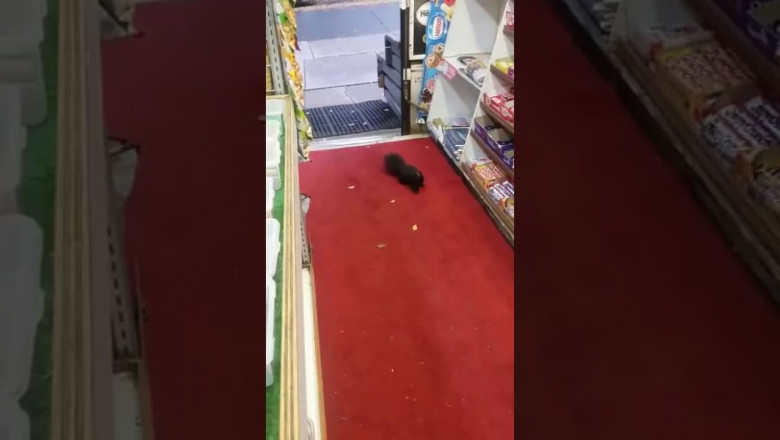 Белочка - воришка 