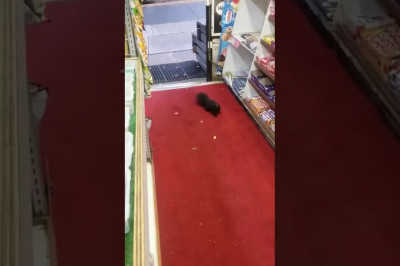 Белочка - воришка 