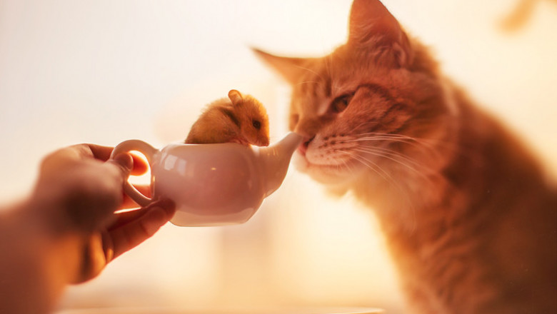 Хомяк и кот 