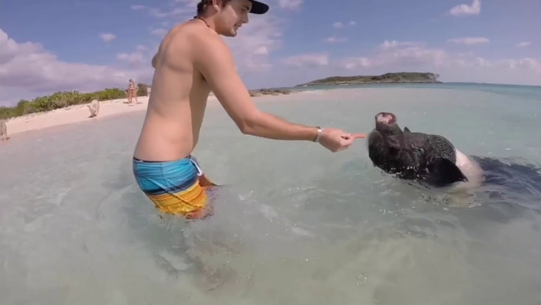 Дикие свиньи  на Багамах 