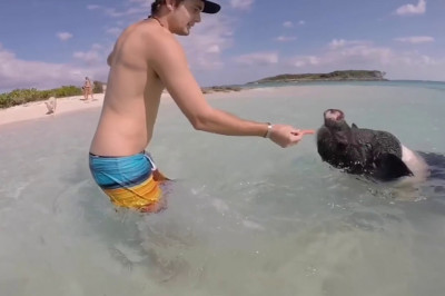 Дикие свиньи  на Багамах 