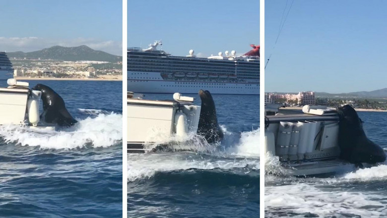 Тюлень решил прокатиться ...