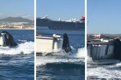 Тюлень решил прокатиться ...