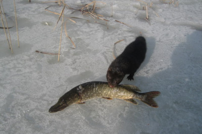 Норка пыталась утащить щуку 