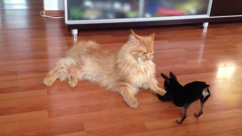 Маленький , а такой нагленький 