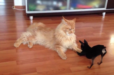 Маленький , а такой нагленький 