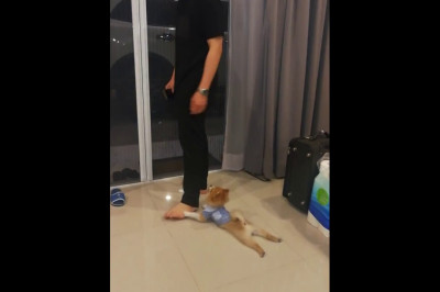 Собачка не хочет отпускать своего друга 