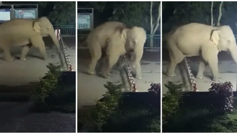 Нелегальное пересечение границы слоном 