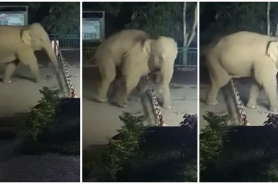 Нелегальное пересечение границы слоном 