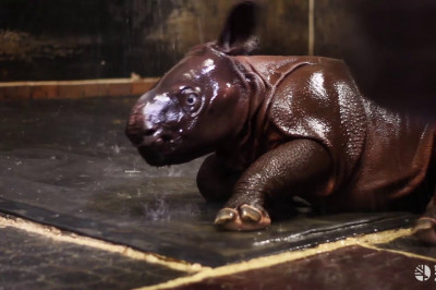 Первый водяной душ малыша носорога 