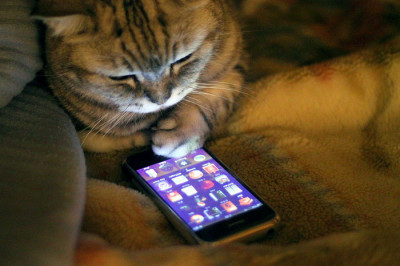 Благодарный новозеландский кот Мо 