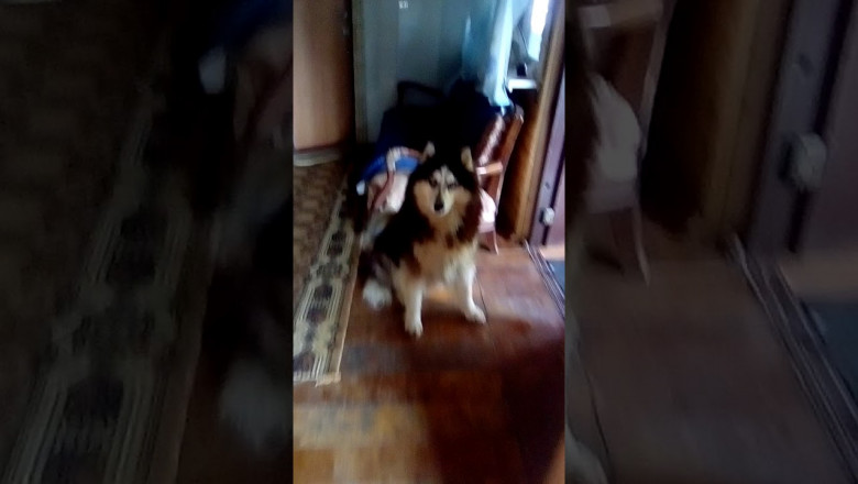 Провинившийся хаски 