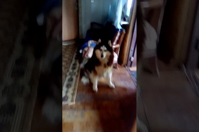 Провинившийся хаски 