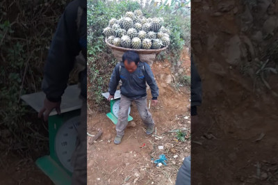 Вьетнамские сборщики ананасов 