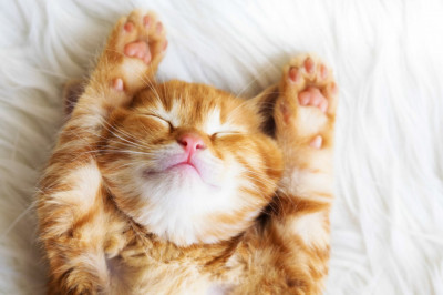 Любимый котенок