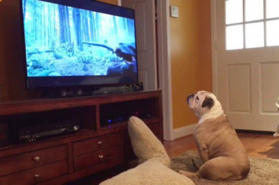 Бульдог - киноман 