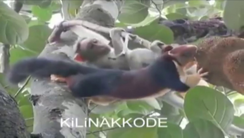 Упёртый грызун и  мартышка 