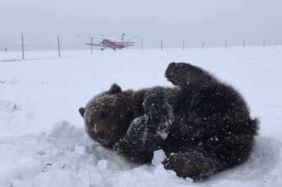 Счастье от первого снега 