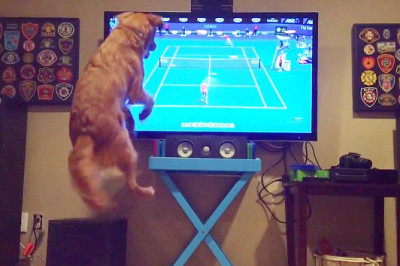 Любитель баскетбола 