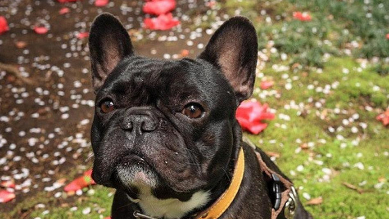 " Беспредел " от домашнего питомца