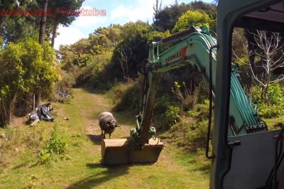 Баран решил по бодаться с экскаватором 