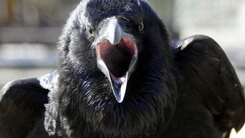 Вася ворон хочет кушать !