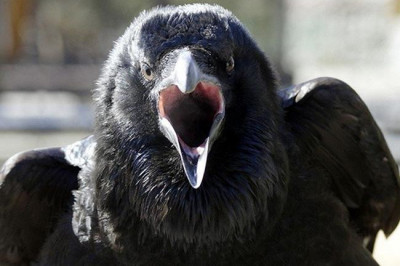 Вася ворон хочет кушать !