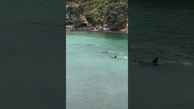 Два плывущих  человека и  акулы 