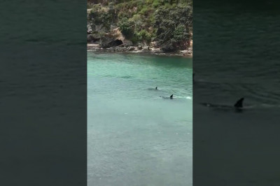 Два плывущих  человека и  акулы 