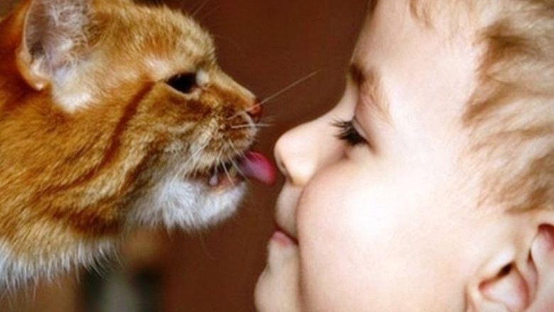 Кот ни на минуту не хочет оставить своего юного друга 