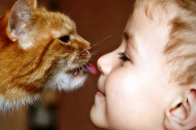 Кот ни на минуту не хочет оставить своего юного друга 