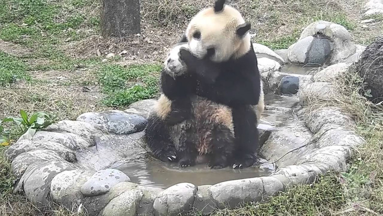 Настойчивая мама и упёртый малыш 