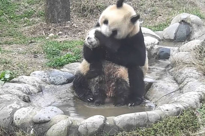 Настойчивая мама и упёртый малыш 