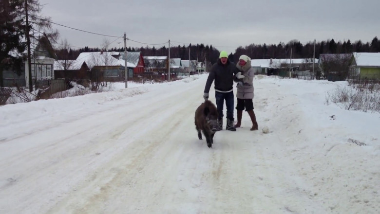 Кабан Васька на прогулке 