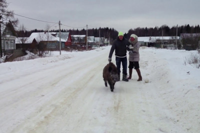 Кабан Васька на прогулке 