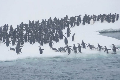 Возвращение домой 