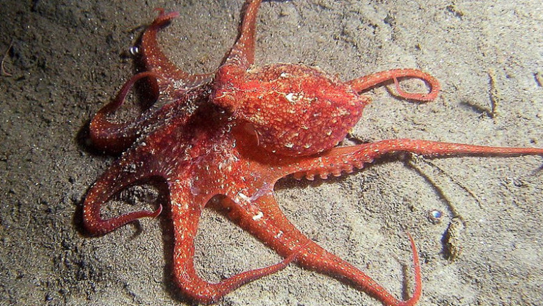 Благодарный осьминог 