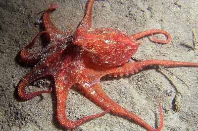 Благодарный осьминог 