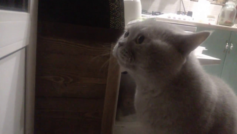 Говорящий кот 