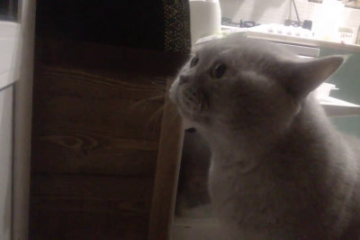 Говорящий кот 